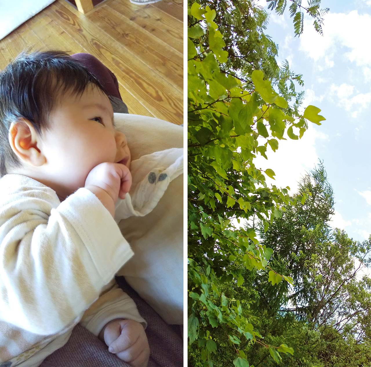 （左）授乳途中に私の膝の上で声をあげながら窓の外をみつめる娘。（右）娘がみあげている窓辺からみえる木々と空。