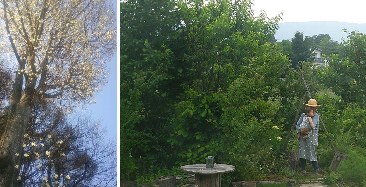 （左）ベビーカーを押しながらいつも見上げた大木のこぶし。（右）夏の庭を抱っこでお散歩。
