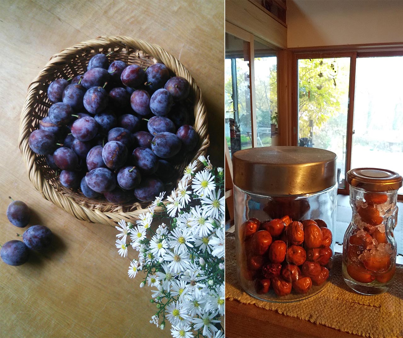 （左）信州の秋を代表する果物、プルーン。美しい色にうっとりです。（右）いただいた棗。お日様の光をたっぷり浴びさせてドライにして保存します。右の瓶ではジュースに。
