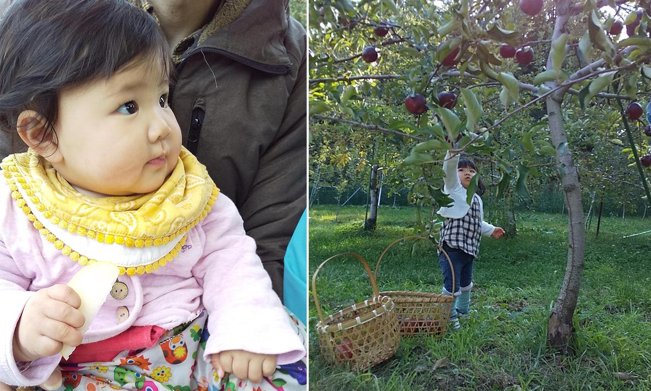 （左）夫の膝の上でご機嫌でリンゴを食べる娘。（右）背伸びしてリンゴを採ろうとする娘。